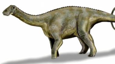 Hallan restos fósiles de un dinosaurio herbívoro de 100 millones de años en Neuquén
