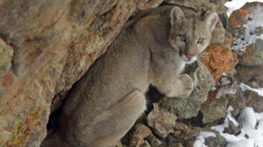 Multas y denuncias penales por caza ilegal de pumas