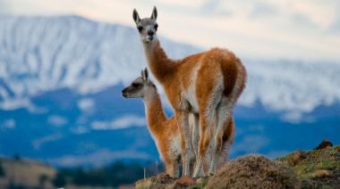 Los guanacos, otro negociado del entorno de Macri