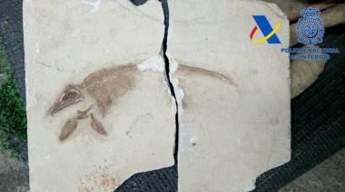 La Aduana frustró el contrabando de 100 piezas de fósiles de dinosaurios a España