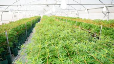 Marihuana legal en Jujuy: viaje al interior de la primera finca de cannabis del país