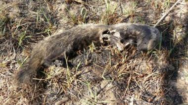 Los incendios causaron la "mortandad casi total" de la flora y fauna de los humedales