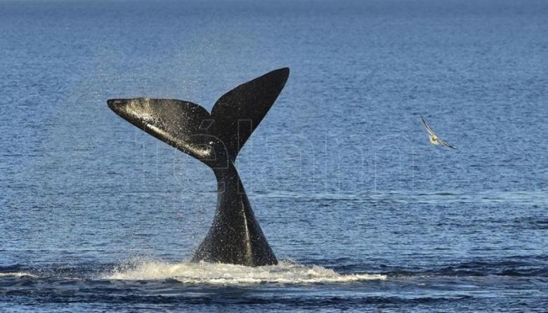 Se divisaron las primeras ballenas de la temporada en cercanías de Península Valdés