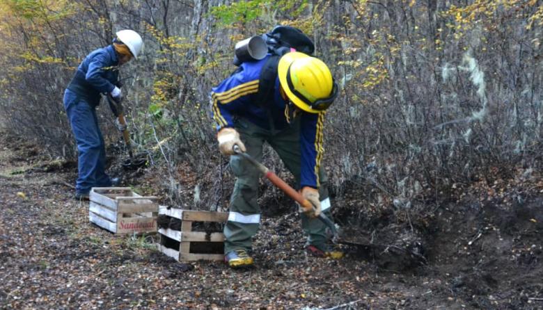CORAZÓN DE LA ISLA: AVANZA LA REFORESTACIÓN EN LA ZONA AFECTADA POR EL INCENDIO