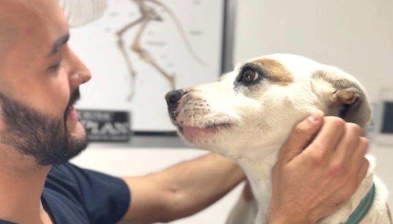 TIERRA DEL FUEGO REFUERZA LA PREVENCIÓN DE LA RABIA CON VACUNACIÓN GRATUITA PARA PERROS Y GATOS