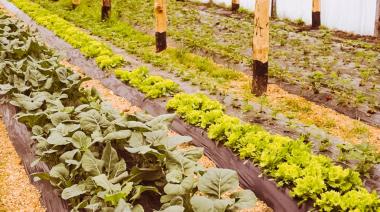 Gobierno apuesta a la producción de productos frescos