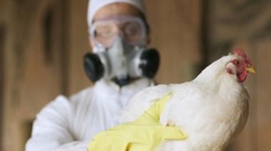 Rusia detectó el primer caso de transmisión de la cepa H5N8 de gripe aviar a seres humanos