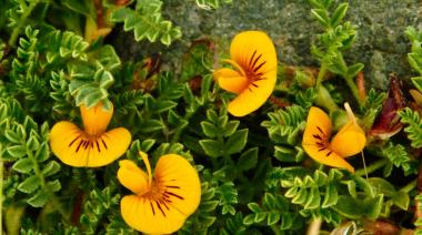 GOBIERNO LANZA CONCURSO PARA ELABORAR LA PRIMERA GUÍA DE FLORA NATIVA DE LAS ÁREAS NATURALES PROTEGIDAS