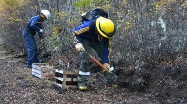 CORAZÓN DE LA ISLA: AVANZA LA REFORESTACIÓN EN LA ZONA AFECTADA POR EL INCENDIO