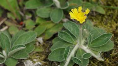 BIOTECNOLOGÍA Y BIOECONOMÍA: INNOVACIÓN PARA AMPLIAR LA MATRIZ PRODUCTIVA FUEGUINA