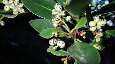 YA ESTÁ DISPONIBLE EL PRIMER CAPÍTULO DE LA GUÍA DE FLORA DE LAS ÁREAS NATURALES PROTEGIDAS