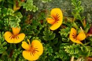GOBIERNO LANZA CONCURSO PARA ELABORAR LA PRIMERA GUÍA DE FLORA NATIVA DE LAS ÁREAS NATURALES PROTEGIDAS