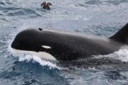 GOBIERNO PROVINCIAL JUNTO A CADIC-CONICET AVANZAN EN LA INVESTIGACIÓN POR UN VARAMIENTO DE ORCAS EN BAHÍA SAN SEBASTIÁN