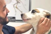 TIERRA DEL FUEGO REFUERZA LA PREVENCIÓN DE LA RABIA CON VACUNACIÓN GRATUITA PARA PERROS Y GATOS